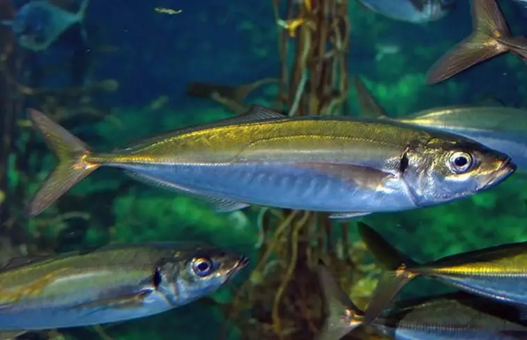 Descargas de pescado nos Açores aumentaram 35% em 2025